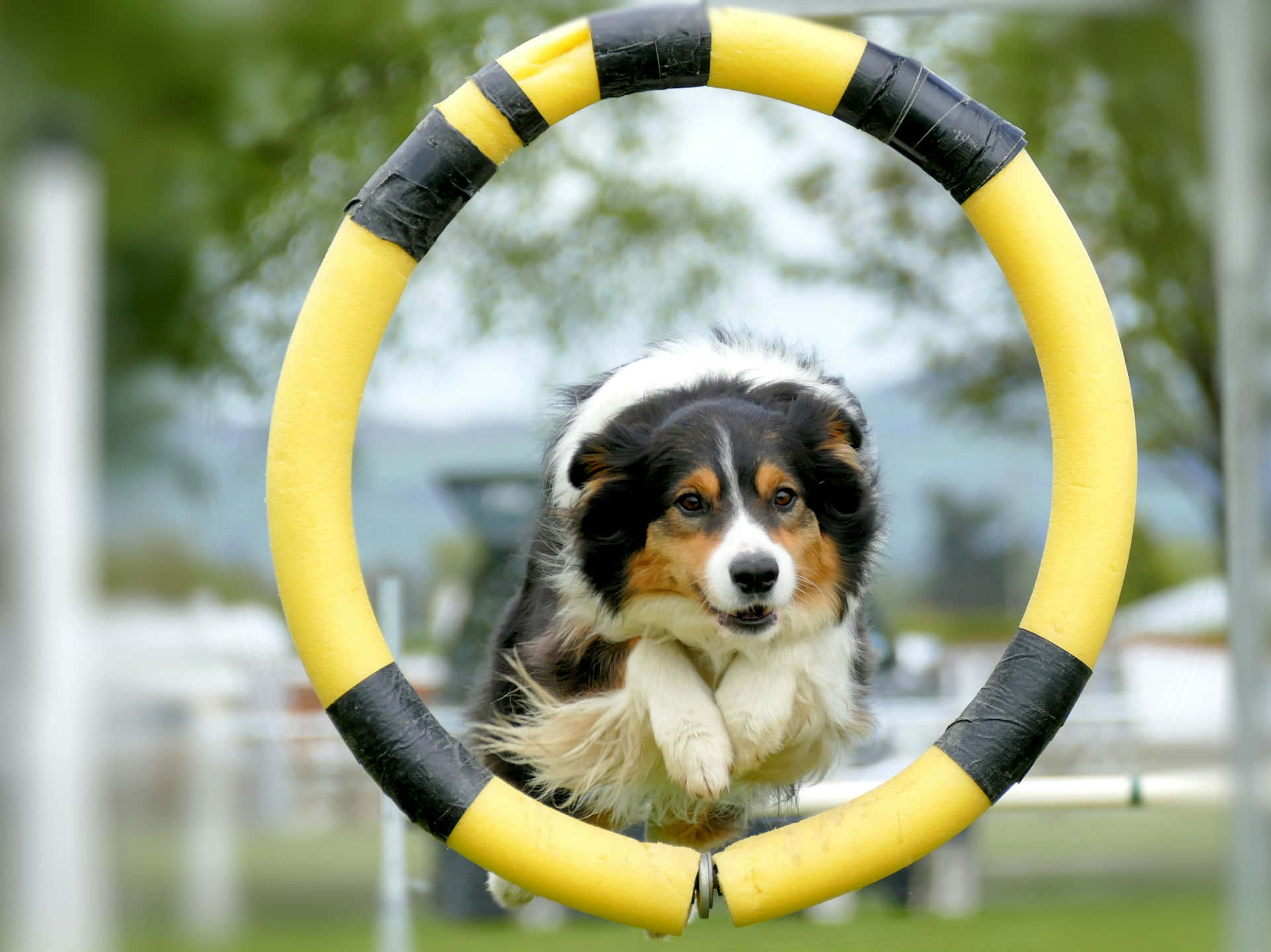 Agility Dog Jumping Through Hoop Background