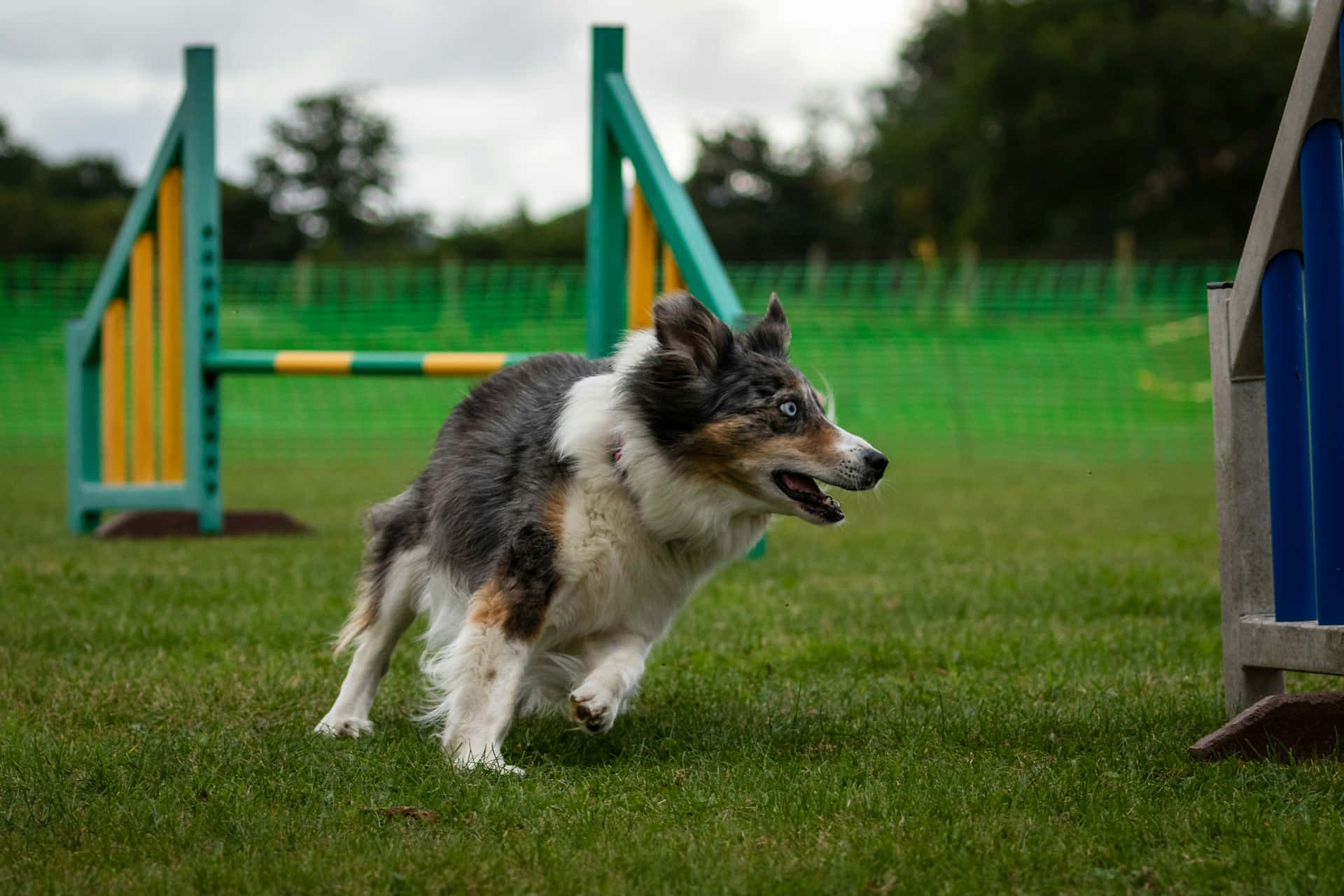 Agility Training Australian Shepherd Dog Background