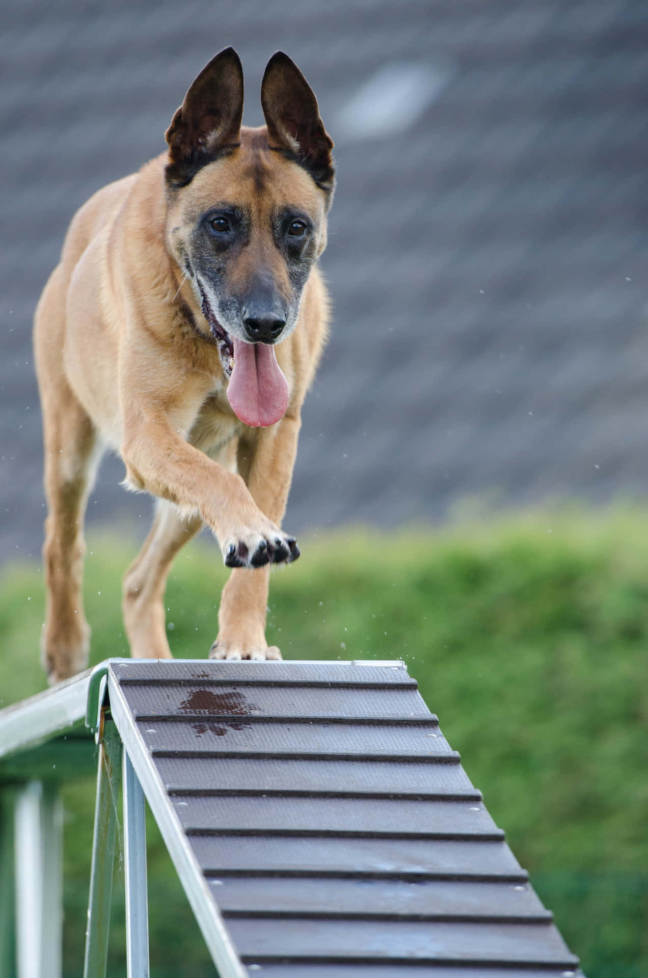 Agility Training Belgian Malinois Dog Background