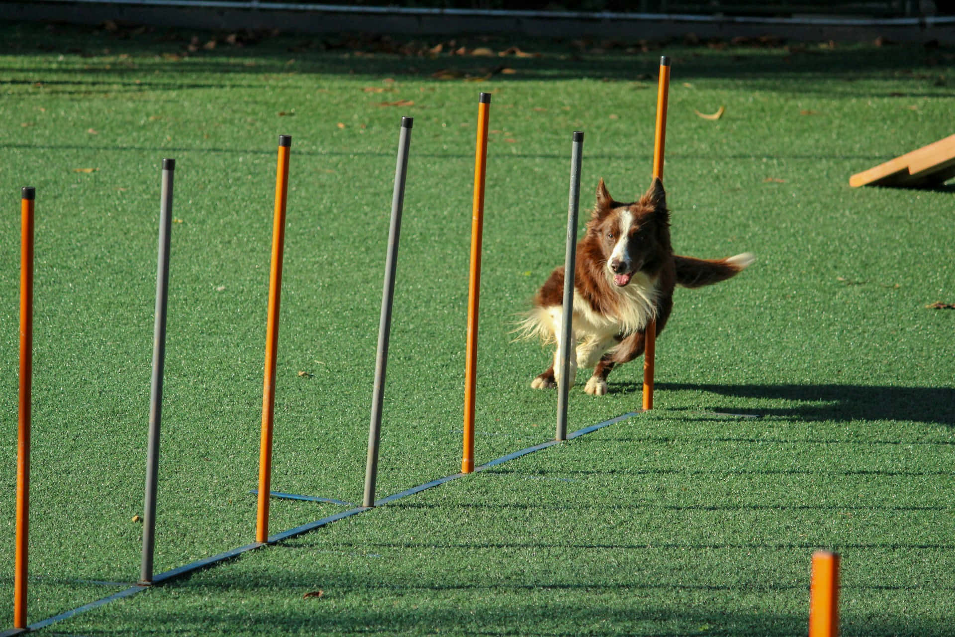 Agility Training Brown Dog Slalom