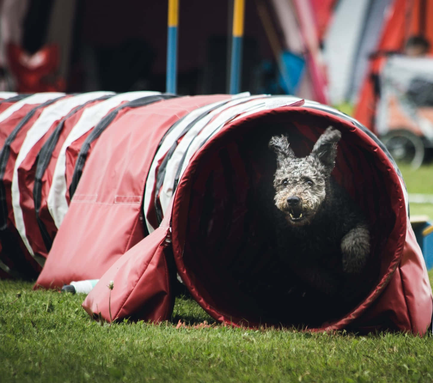 Agility Training Dog Exiting Tunnel Background