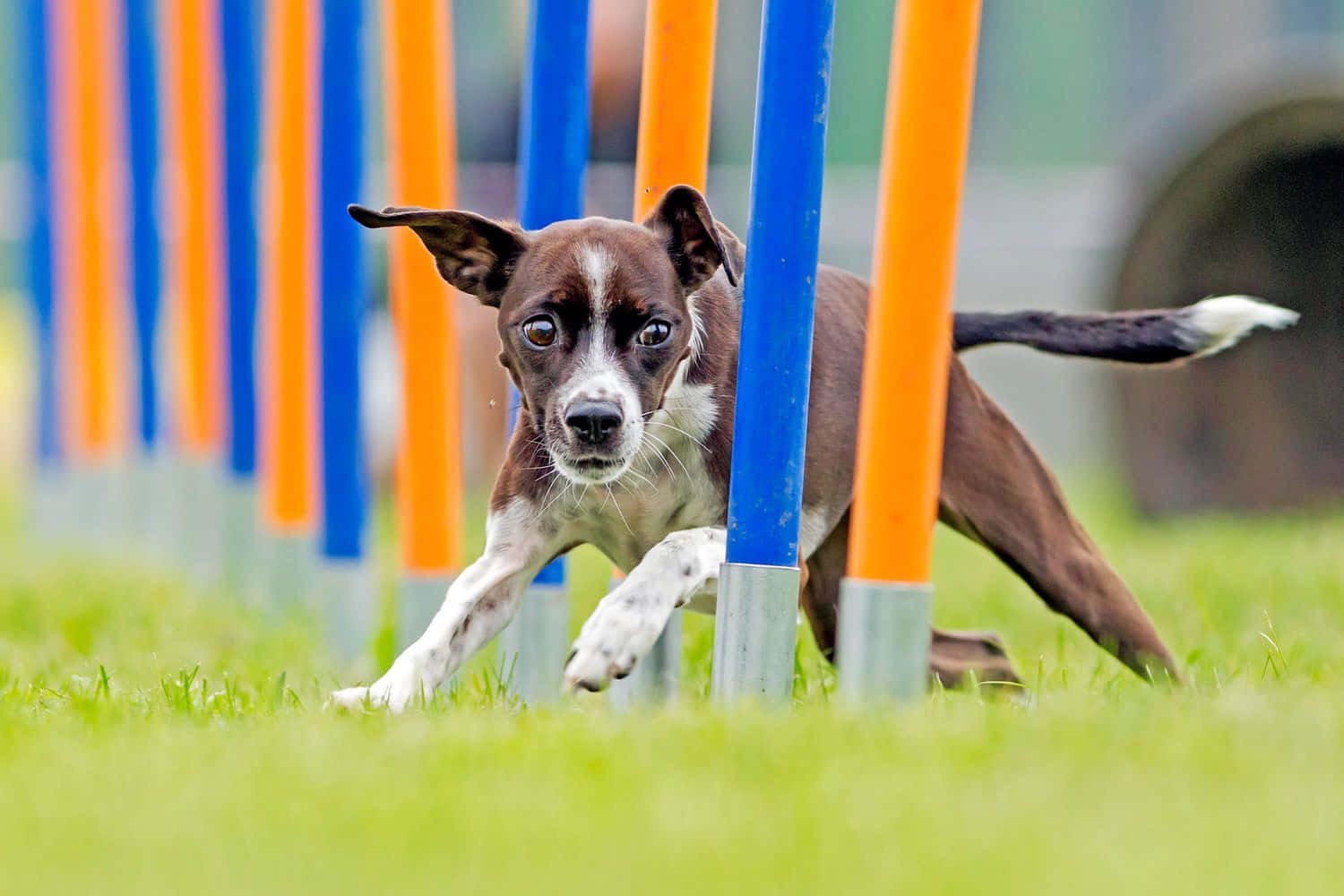 Agility Training Dog Weaving Poles Background