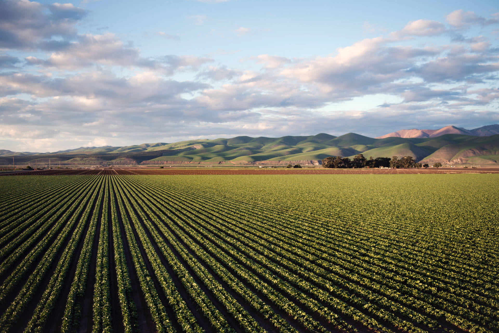 Agriculture Aerial View Background