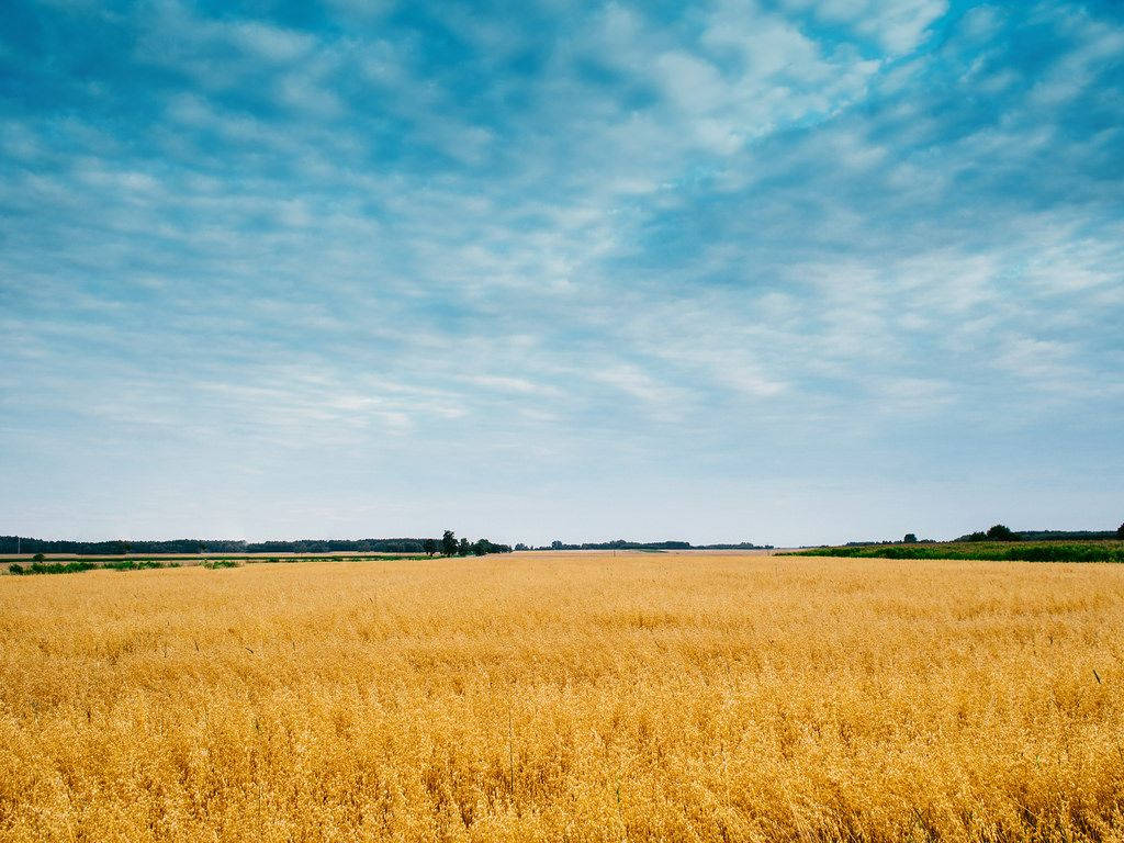 Agriculture Farming Field