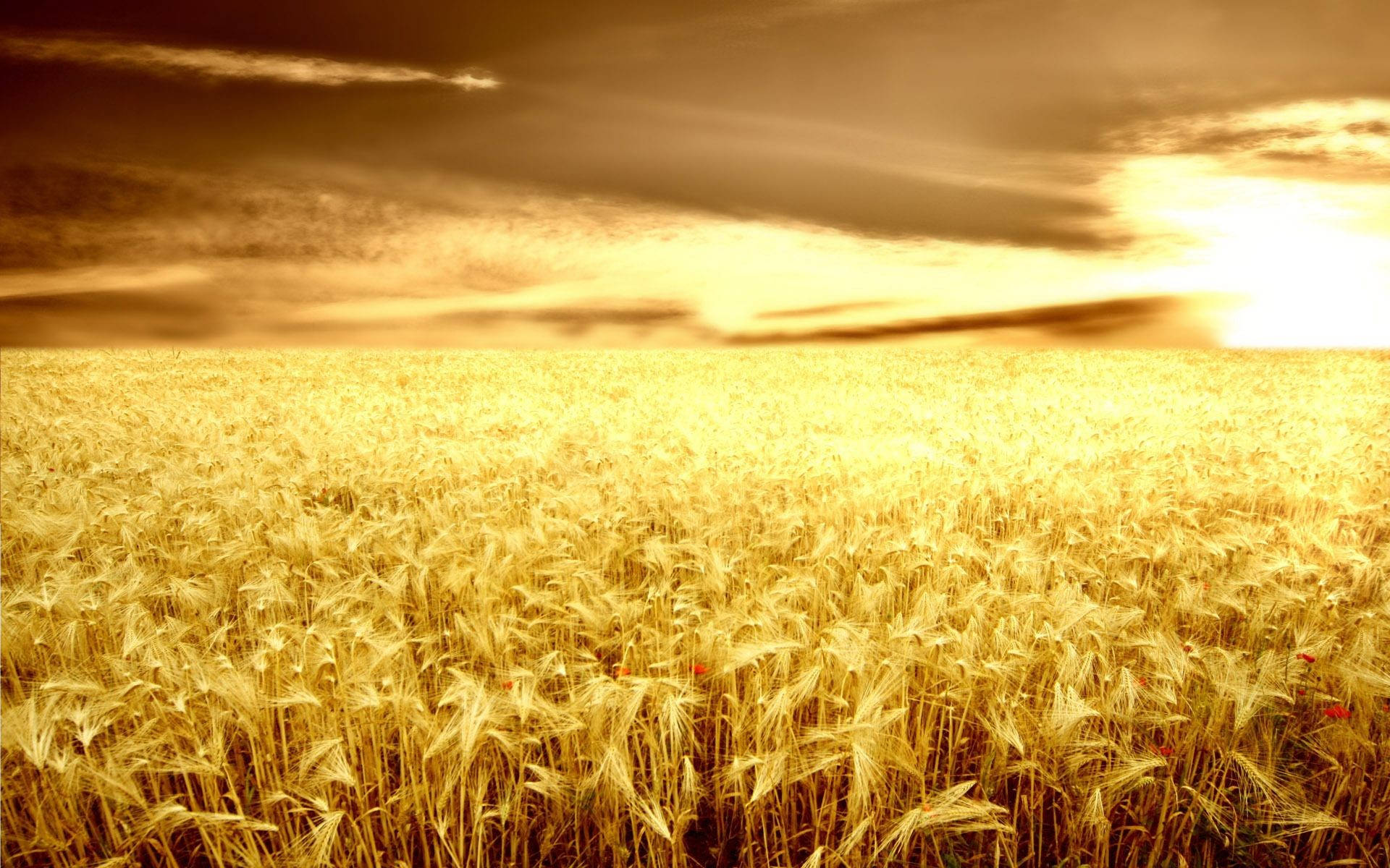 Agriculture Grain Field