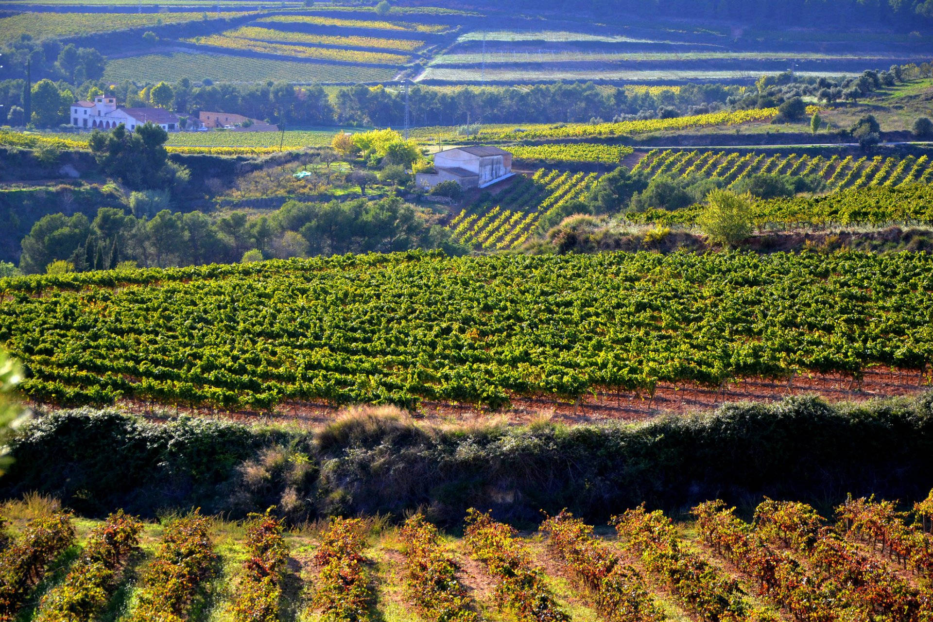 Agriculture Grape Farm Background