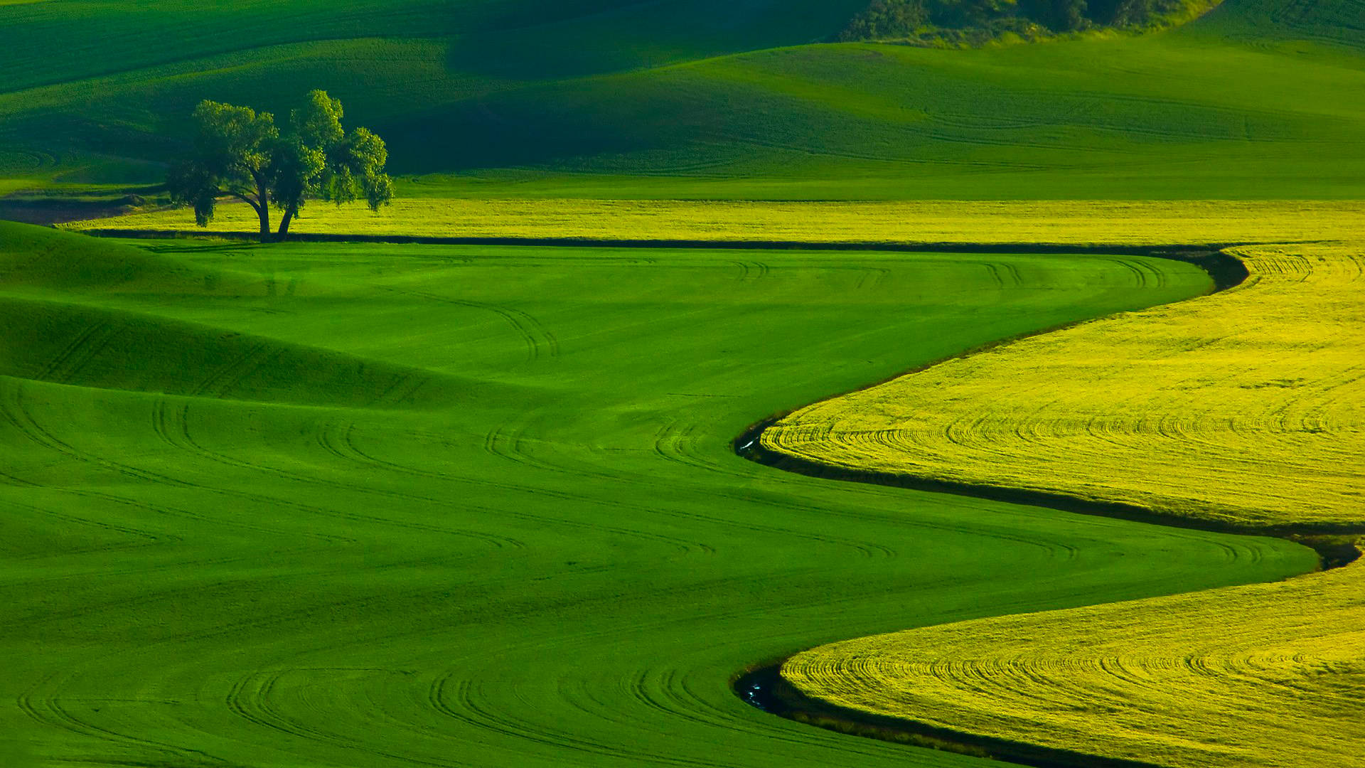 Agriculture Green Field Background