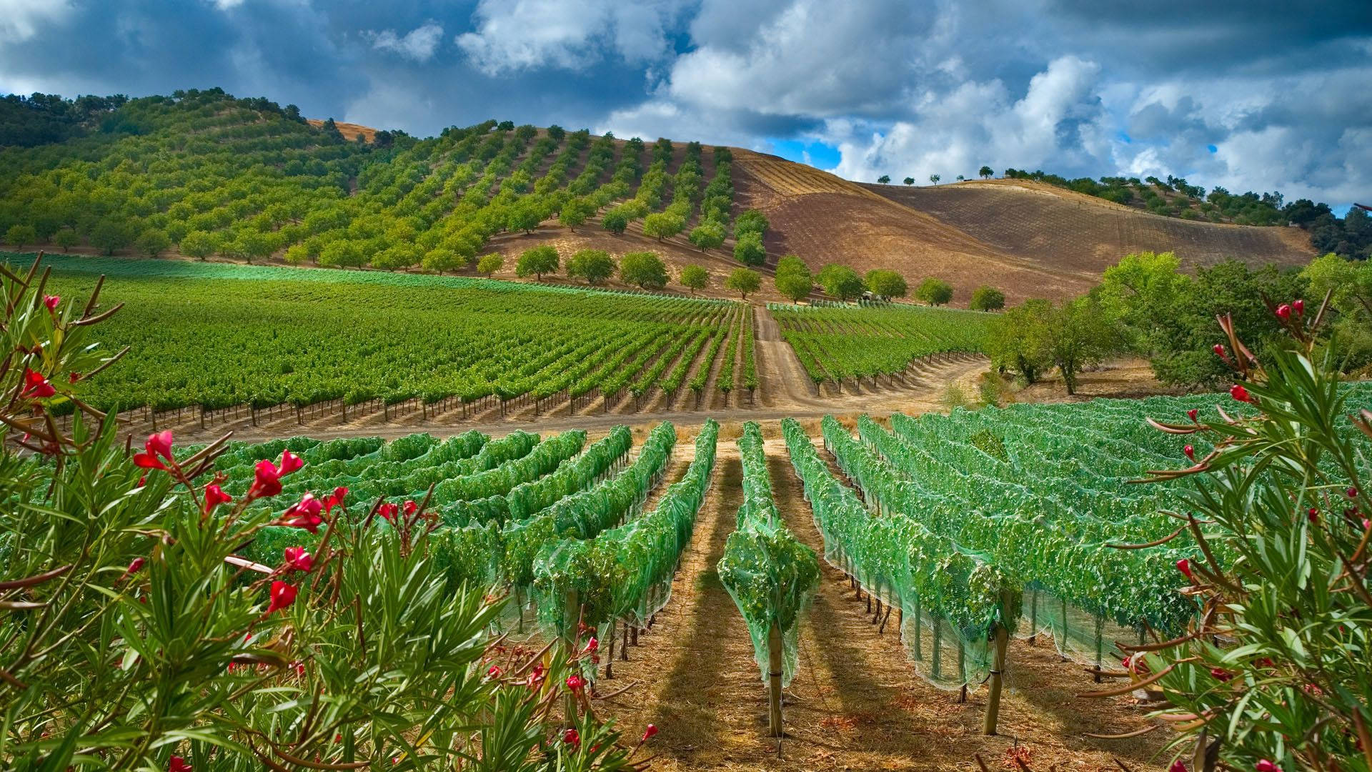 Agriculture Green Vineyard Background