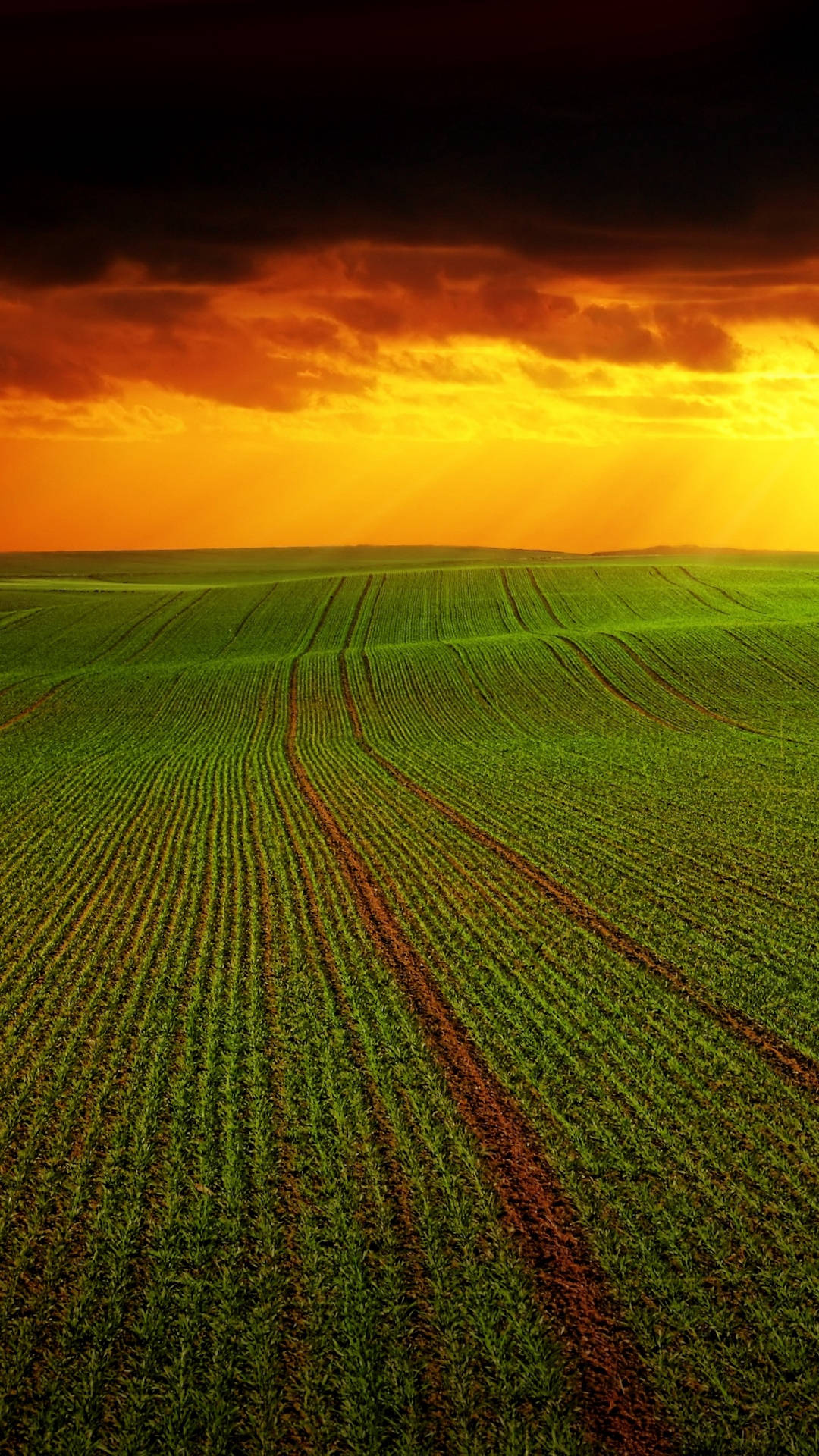 Agriculture Landscape And Sunset Background