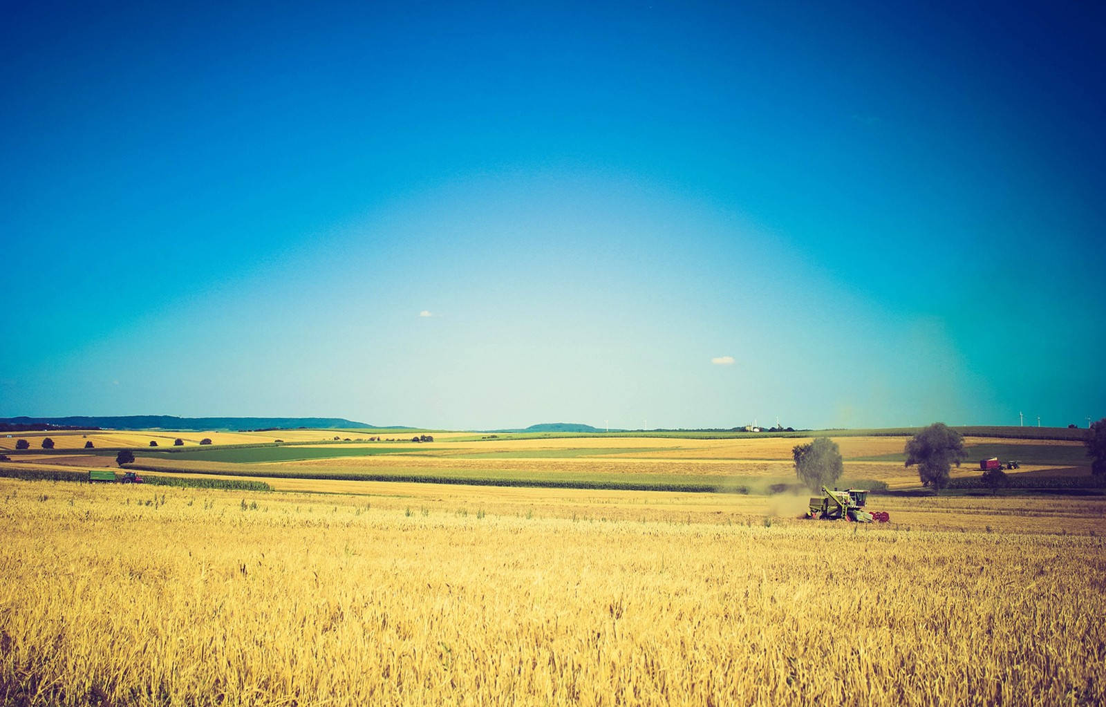 Agriculture Paddy Field Background