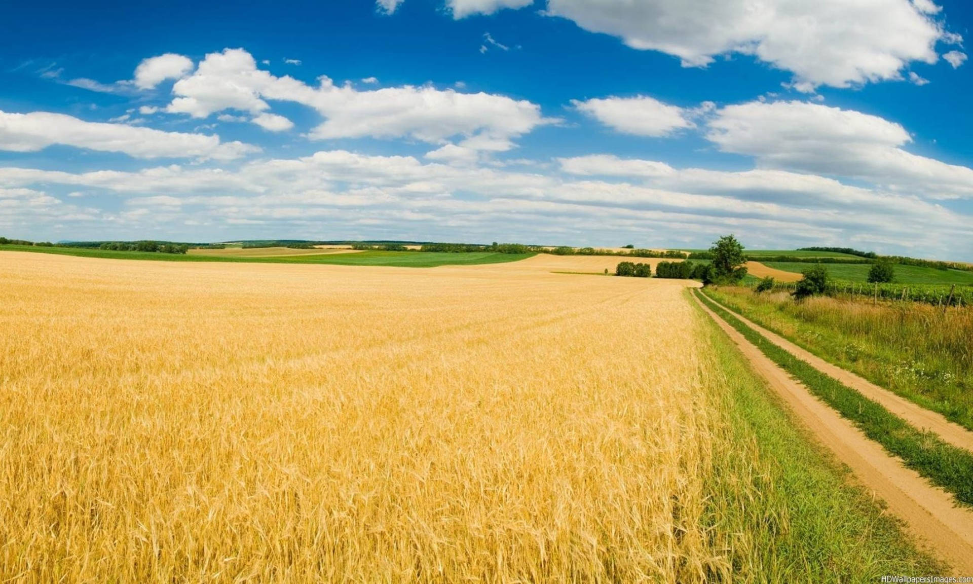 Agriculture Rice Paddy Background