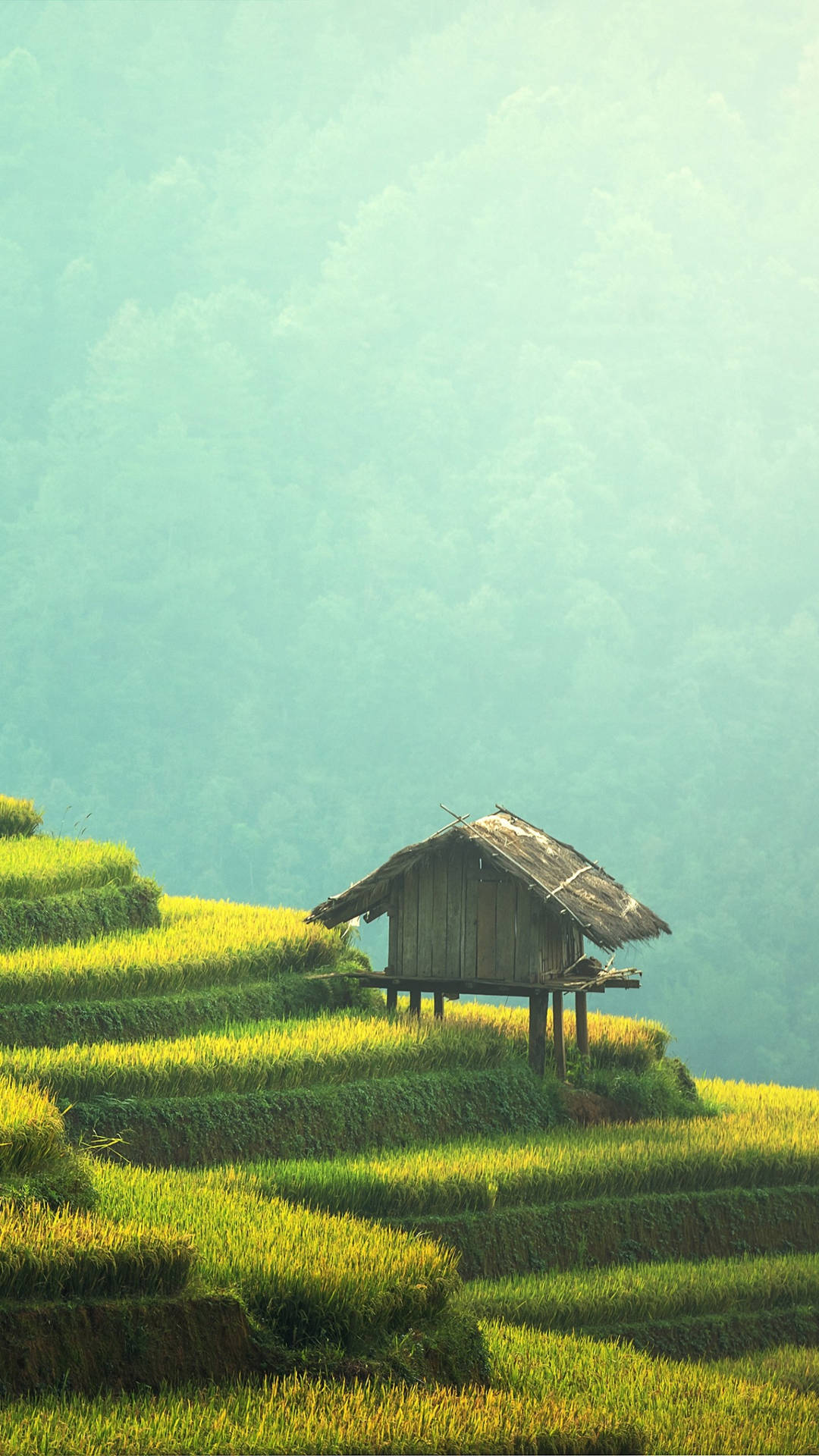 Agriculture Rice Terraces Background