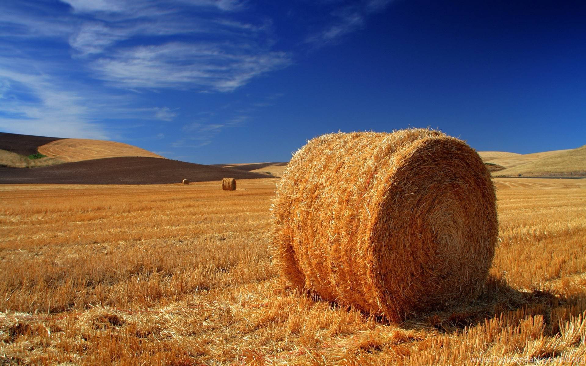 Agriculture Wheat Field Background