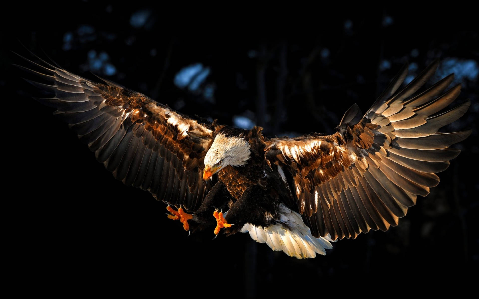 Aguila Bird Landing With Spreading Wings Background