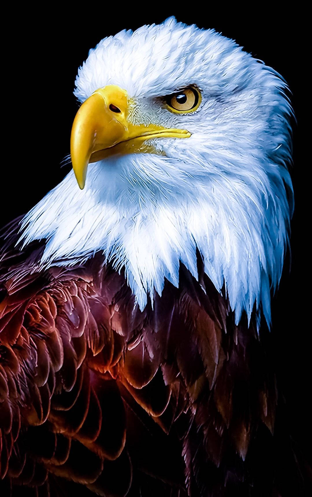 Aguila Bird Majestic Portrait Background