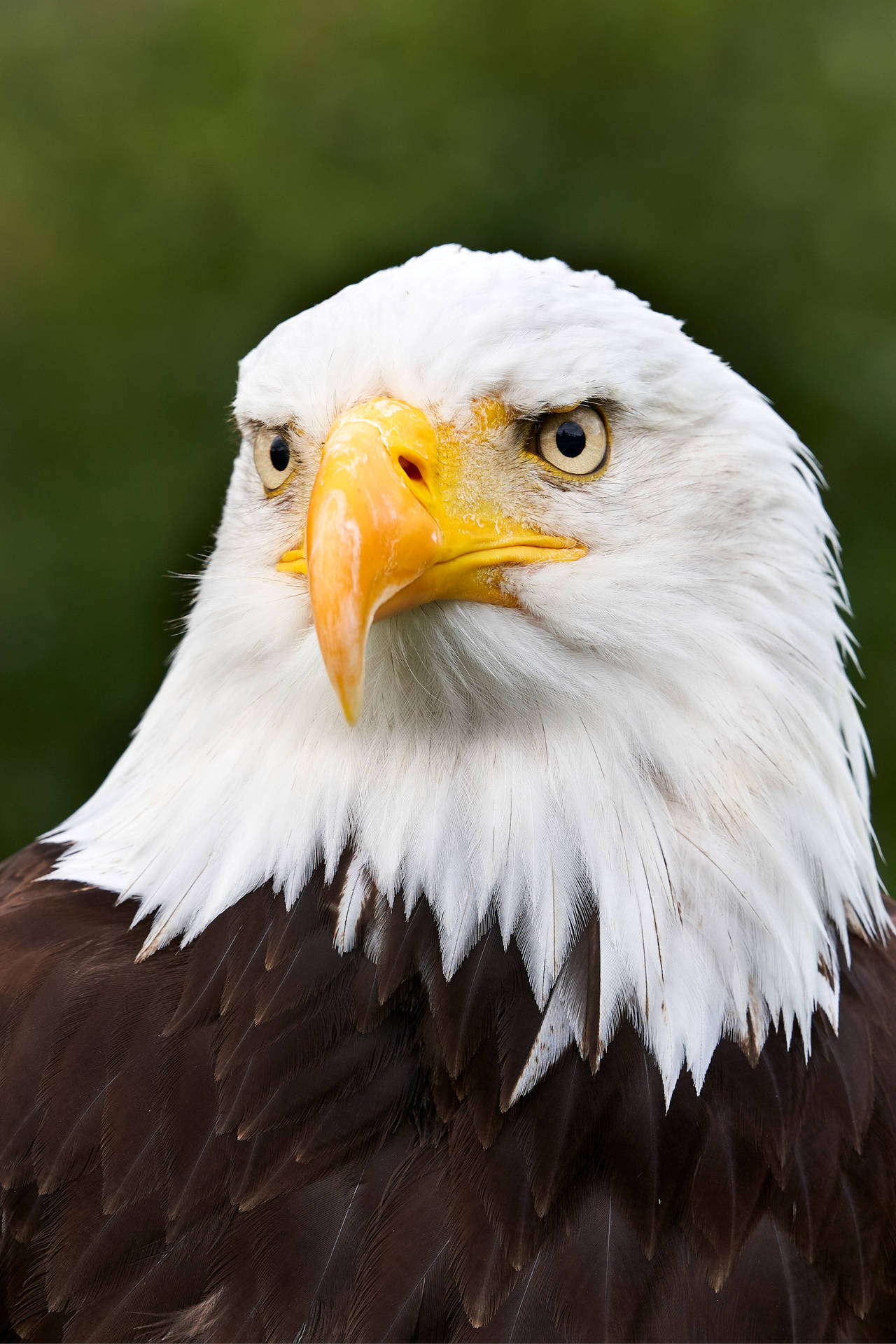 Aguila Bird Of Prey Portrait Background