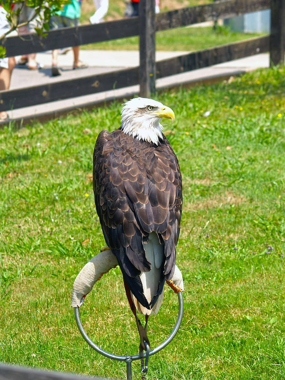 Aguila Bird Perched On A Small Metal Hoop Background