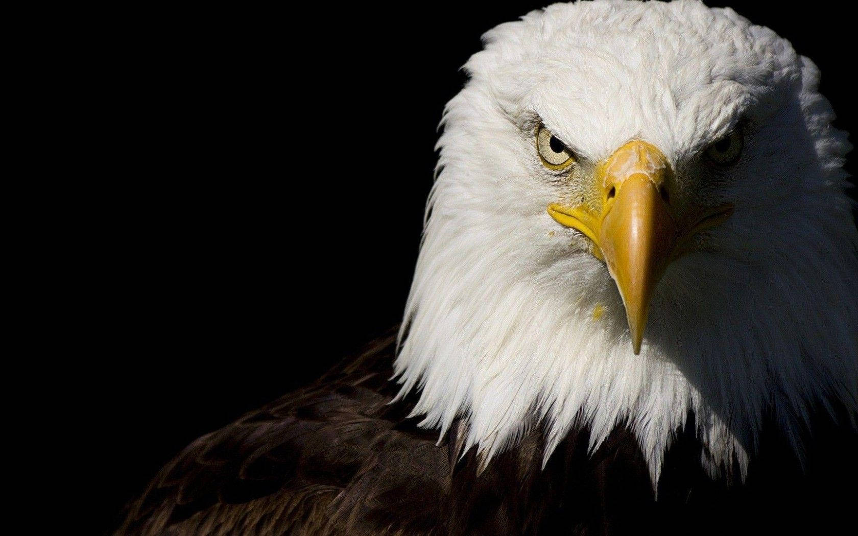 Aguila Bird Sharp Look Portrait Background