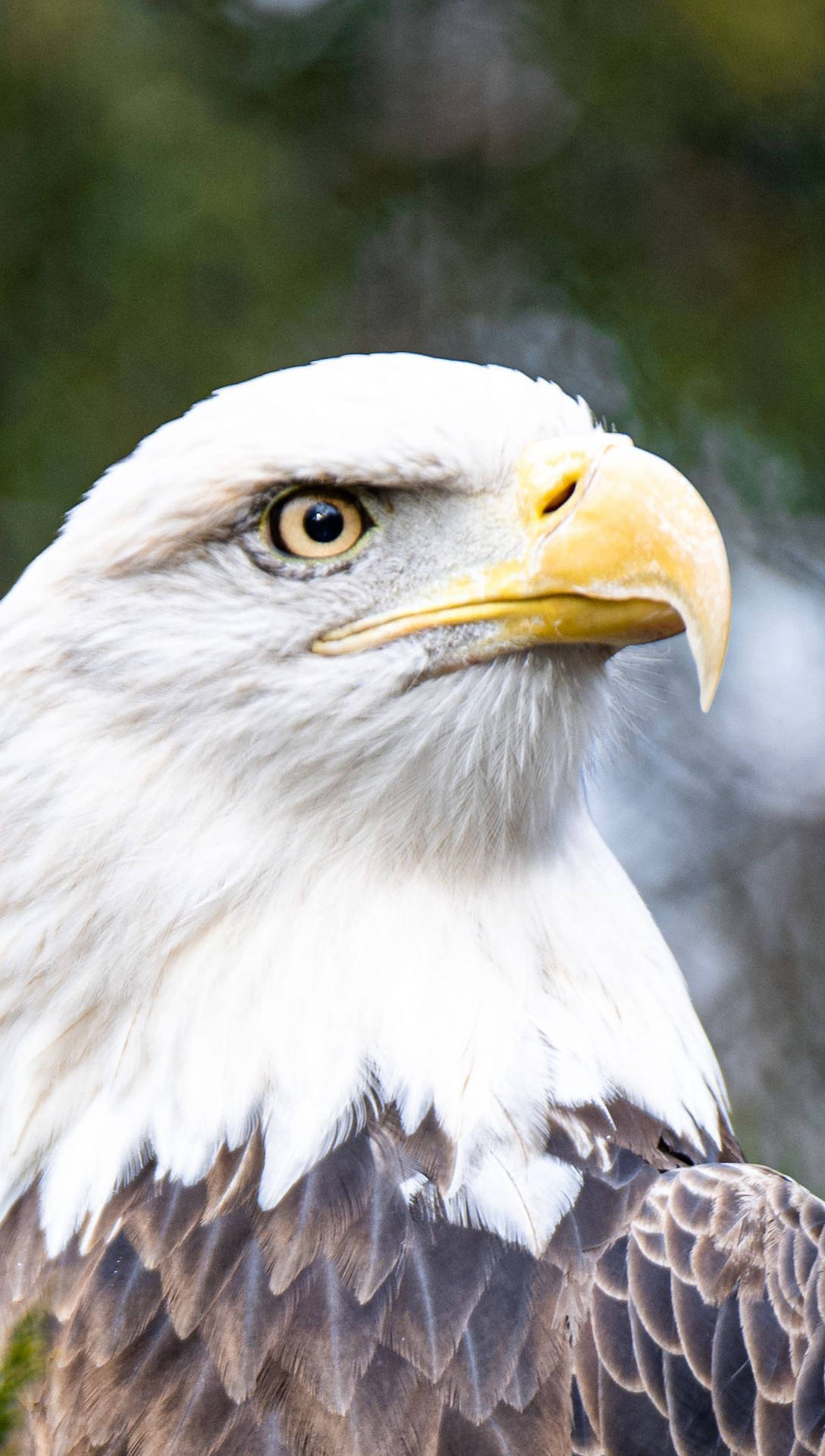 Aguila Bird Side Profile Portrait Background