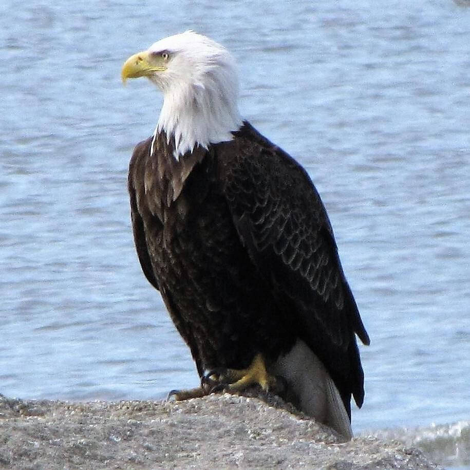 Aguila Bird Spotted On Sea Rock Background