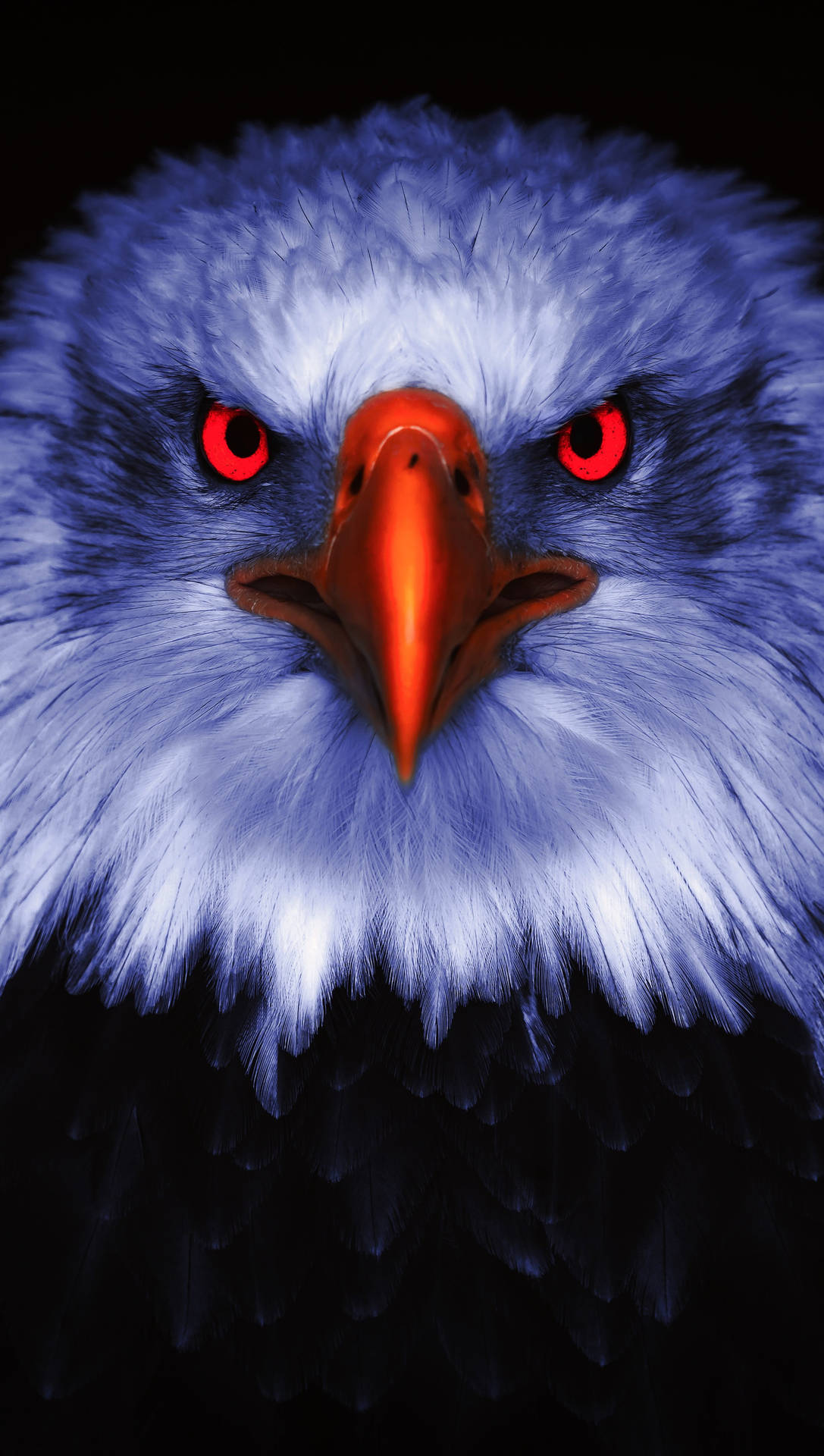 Aguila Bird Vivid Eyes Portrait Background