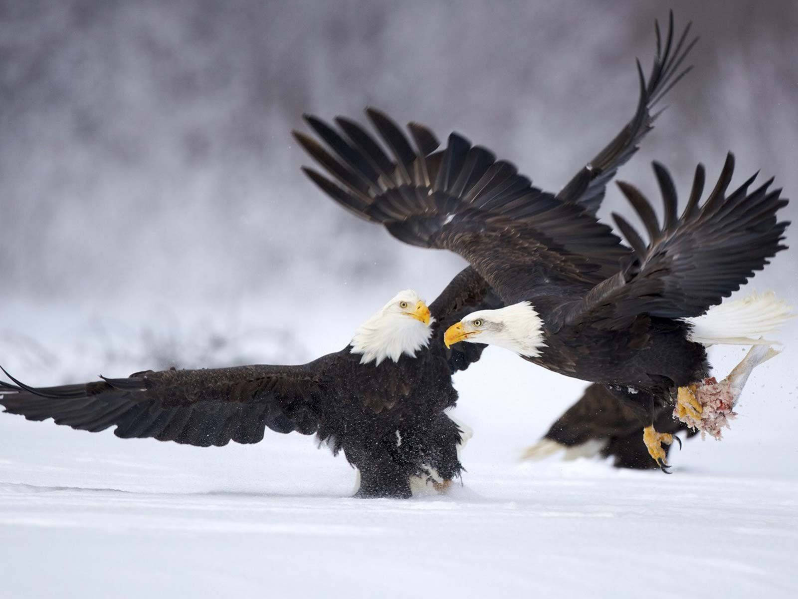 Aguila Birds Gliding On Snow Background