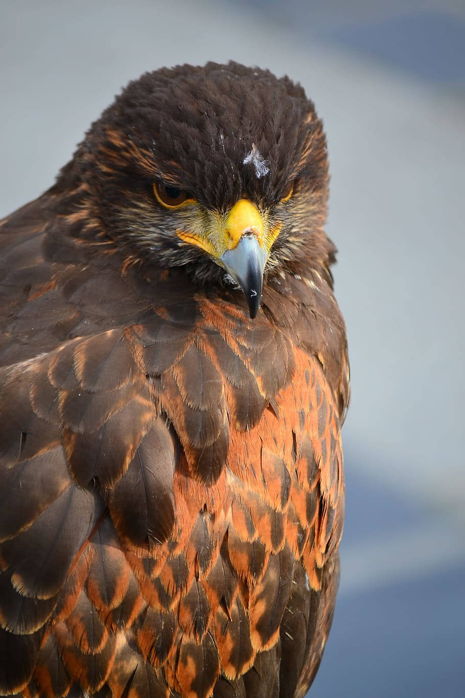 Aguila Brown Feathers Golden Beak Background