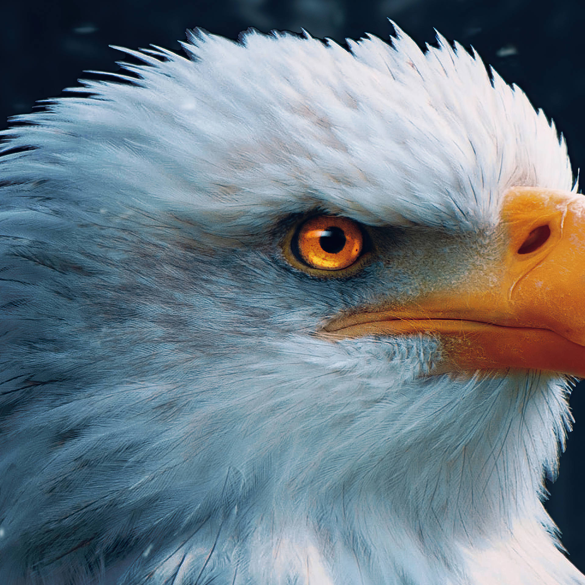 Aguila Close-up Golden Eyes Background