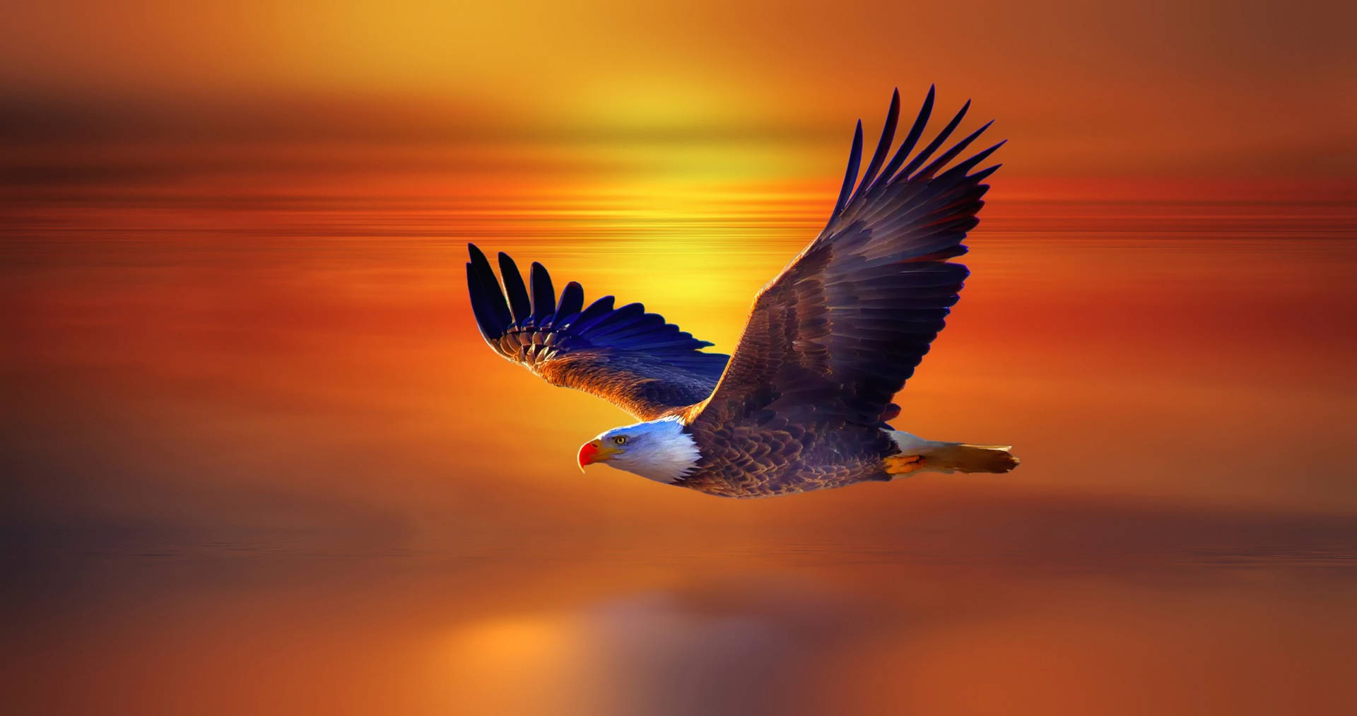 Aguila Flying Over The Sunset Seas Background