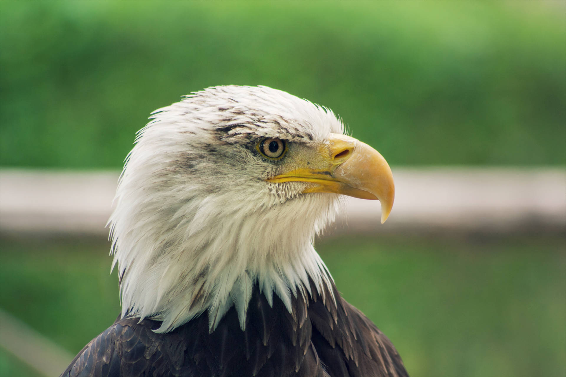 Aguila Hooked Yellow Beak Background