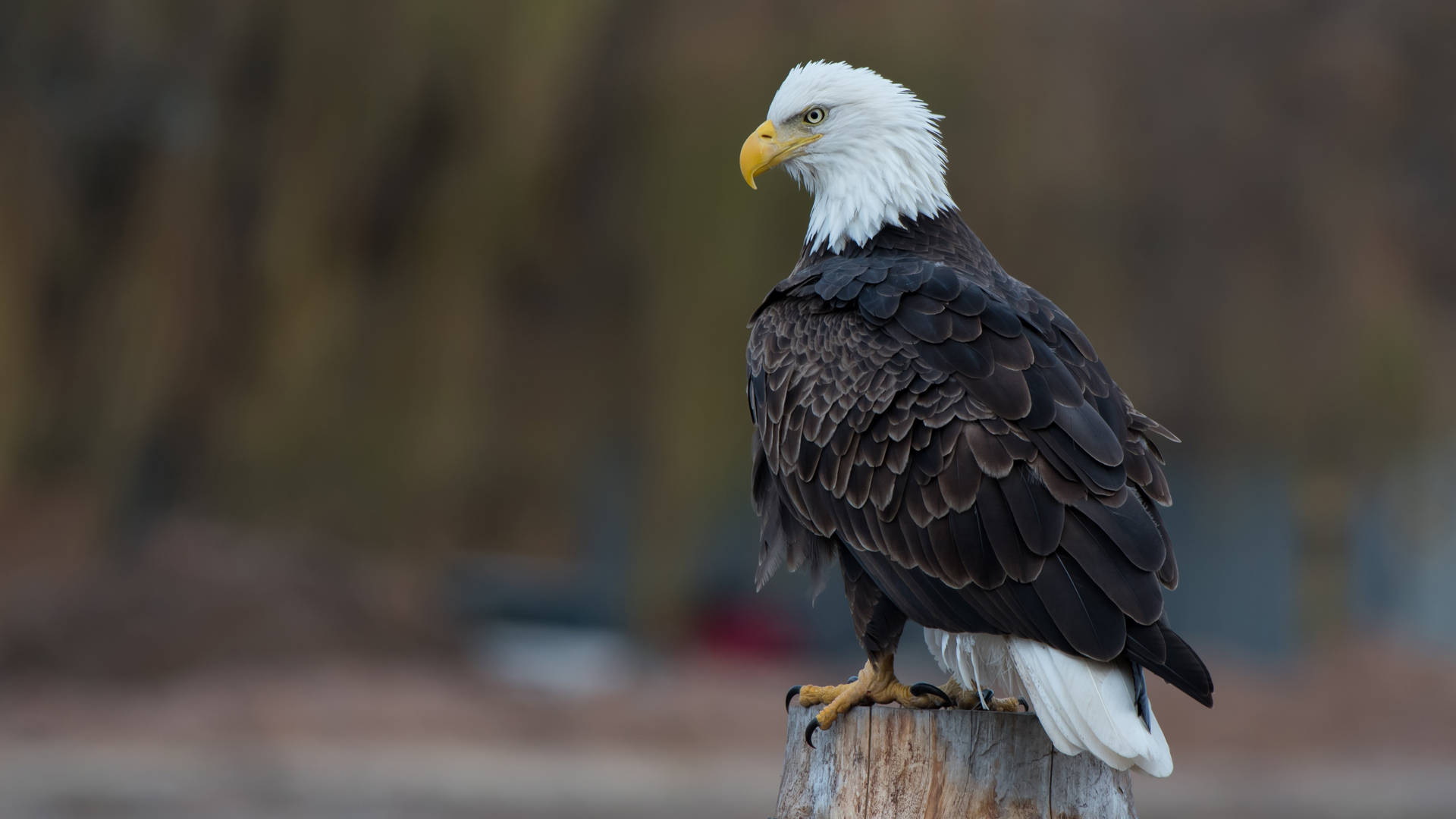 Aguila Perched On Small Tree Stump Background