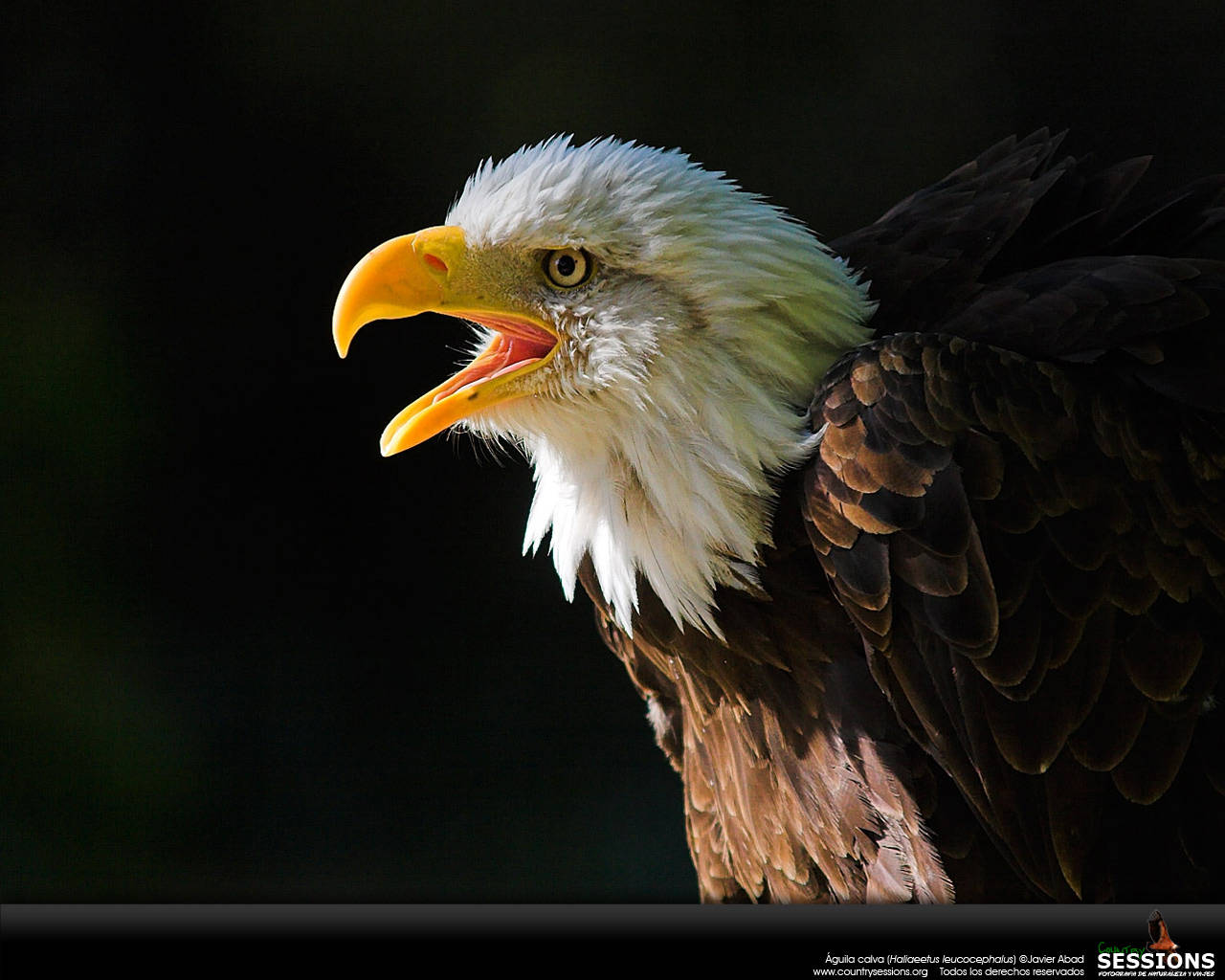 Aguila Screaming Open Mouth Background