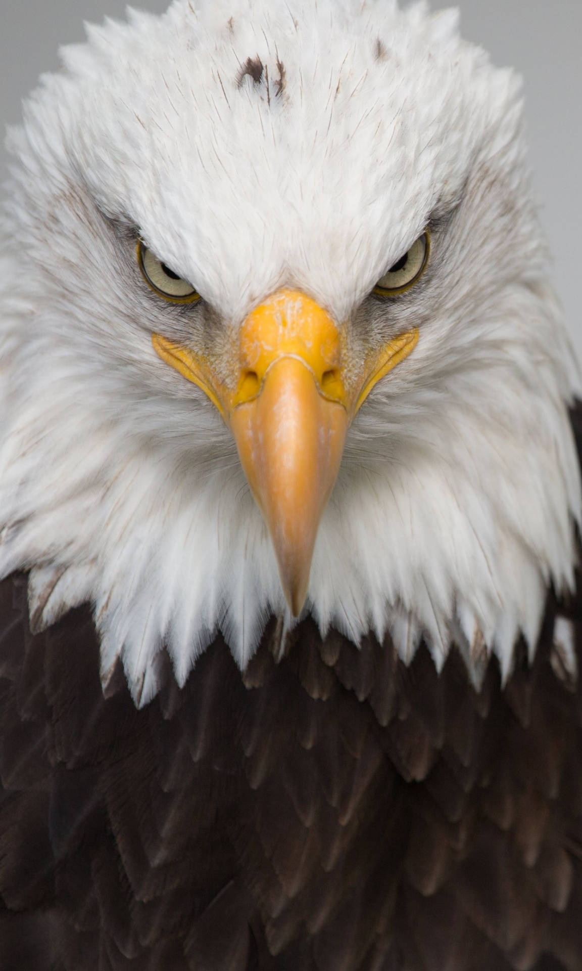 Aguila Sharp Eyes And Yellow Beak Background