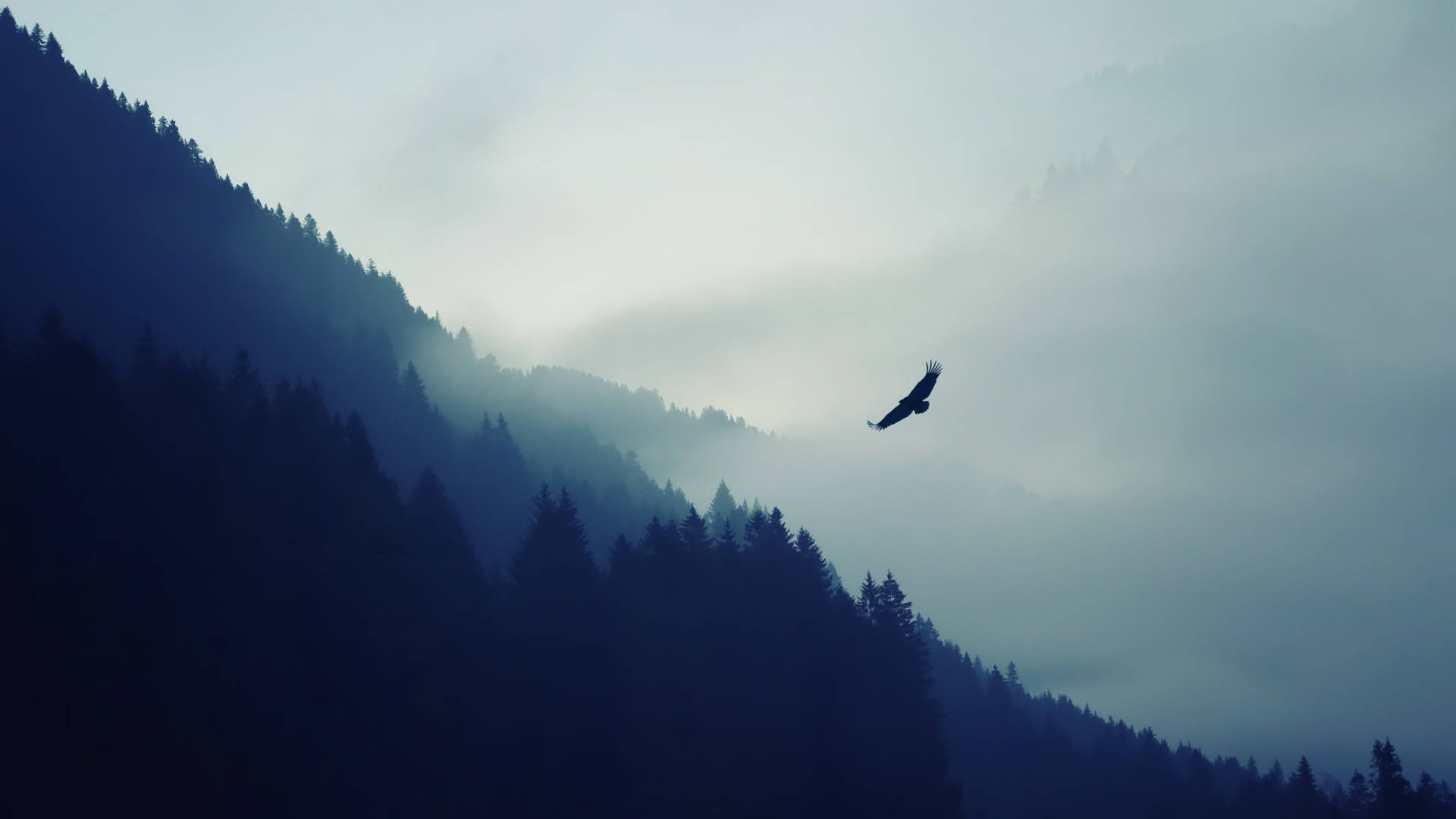 Aguila Silhouette In Misty Mountain Background