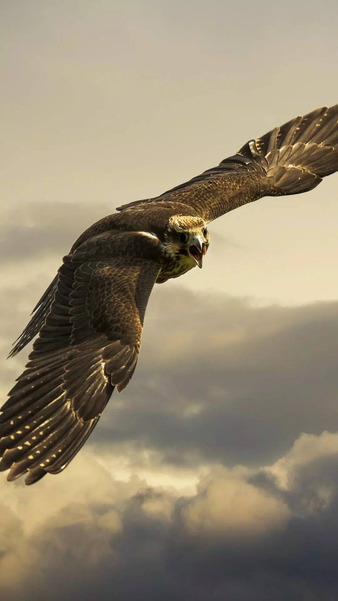 Aguila Soaring On A Cloudy Sky Background