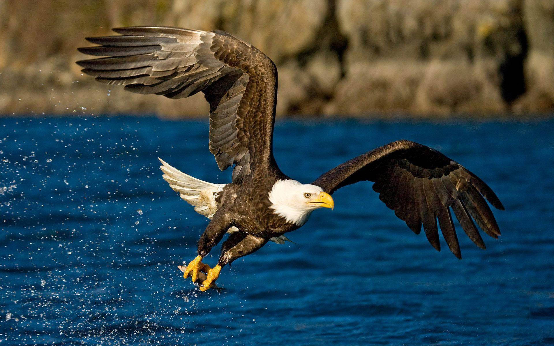 Aguila Spreading Wings Gliding Above Sea Background