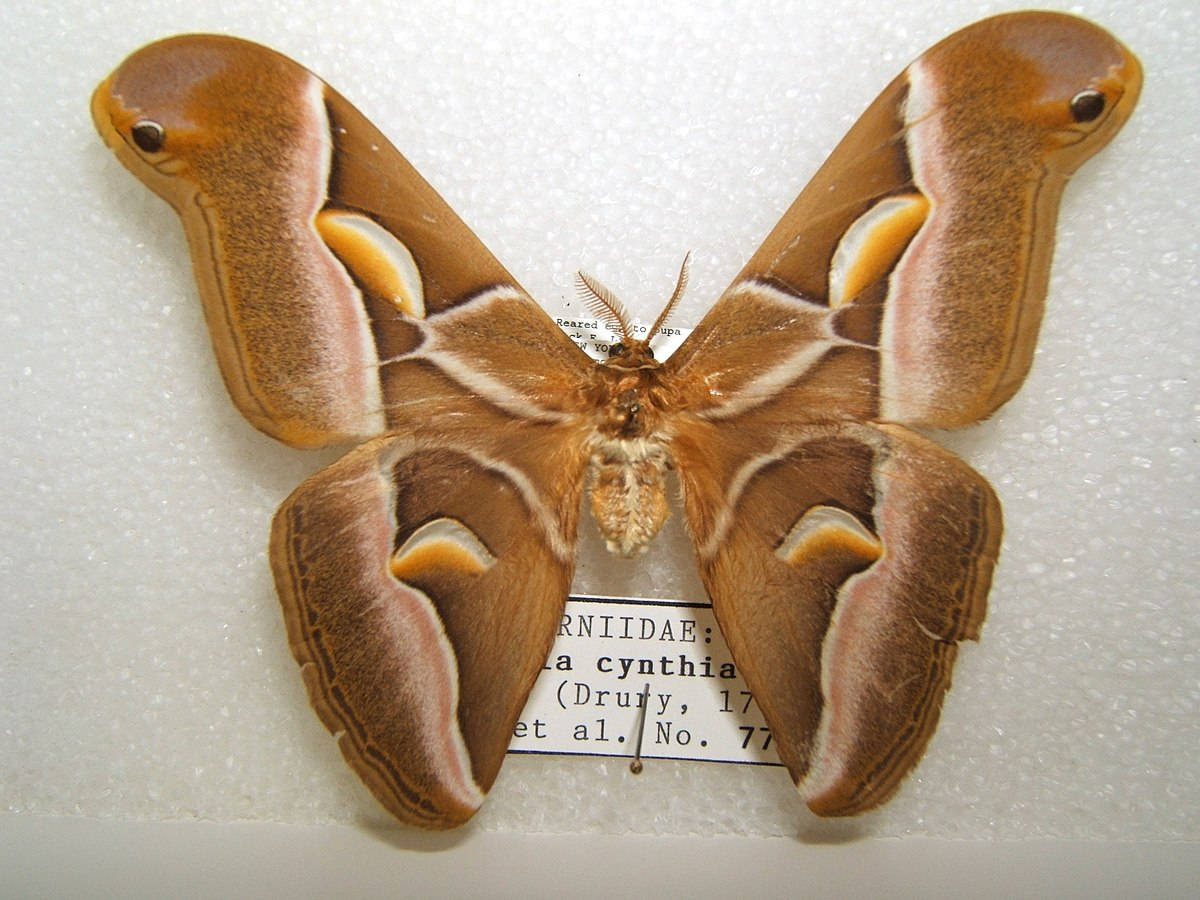 Ailanthus Silkmoth Beautiful Large Wings Background