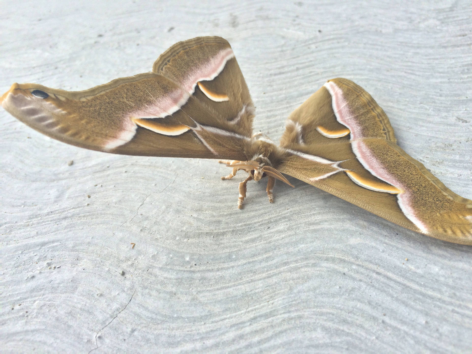 Ailanthus Silkmoth Gold Interesting Insect Background