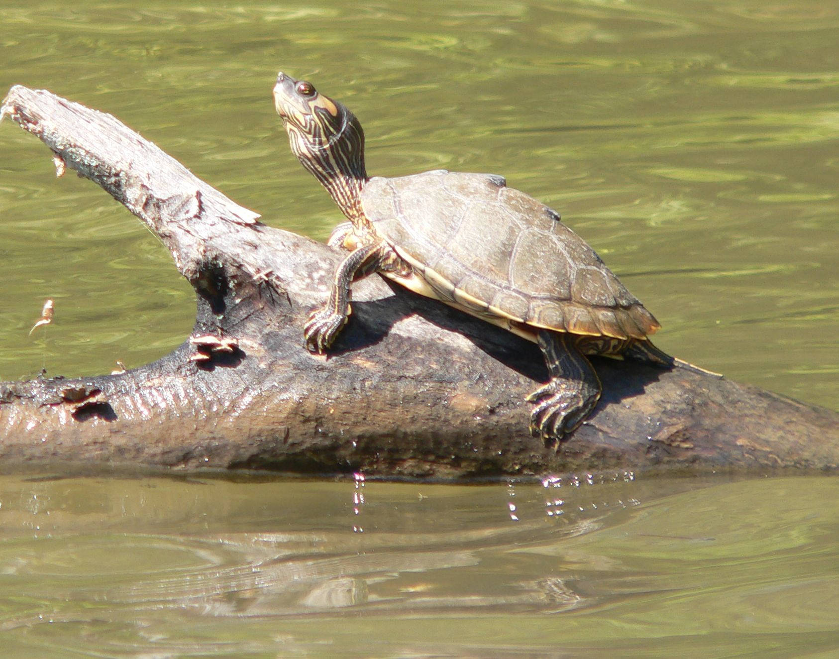 Alabama Map Turtle Rides A Log Background