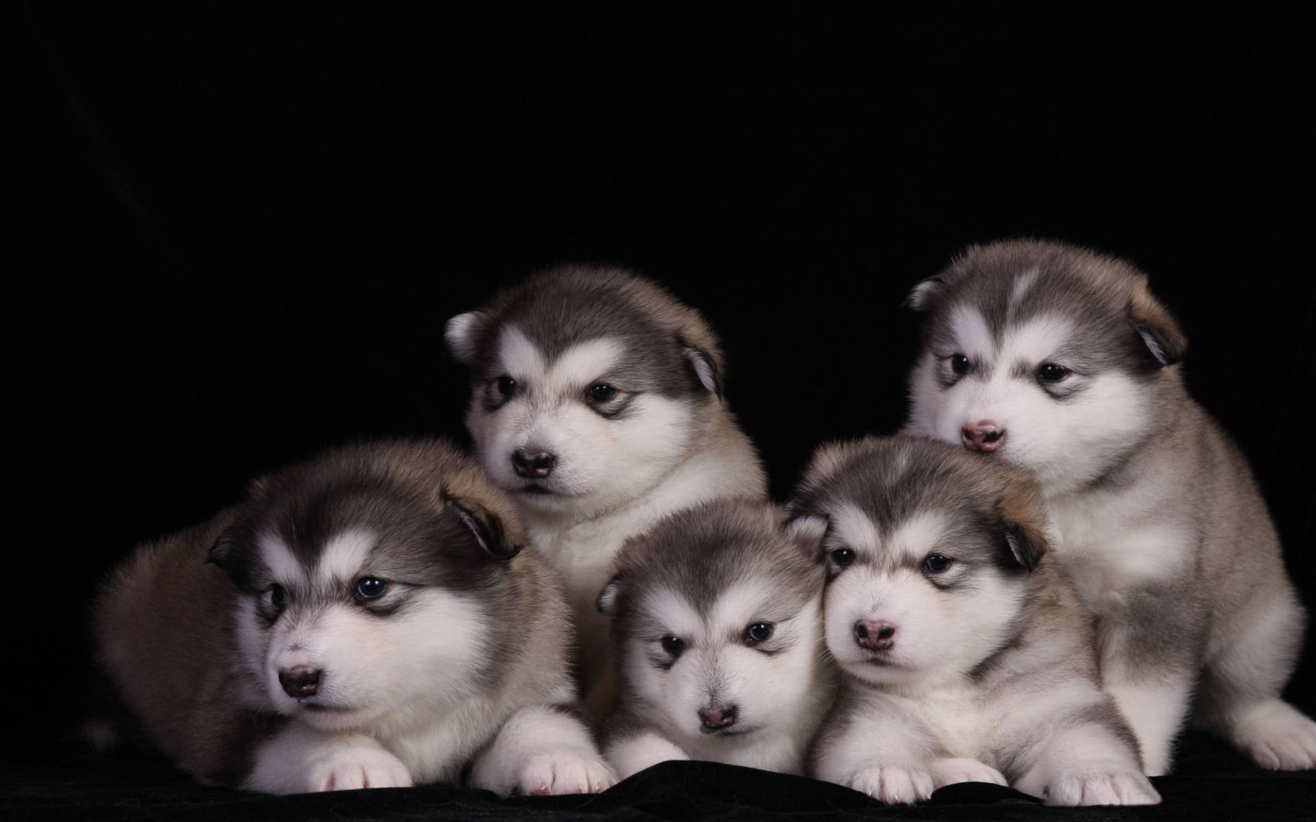 Alaskan Malamute Puppies Portrait Background