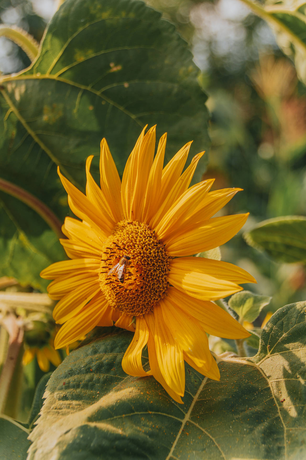 Albania Bee Sunflower Background