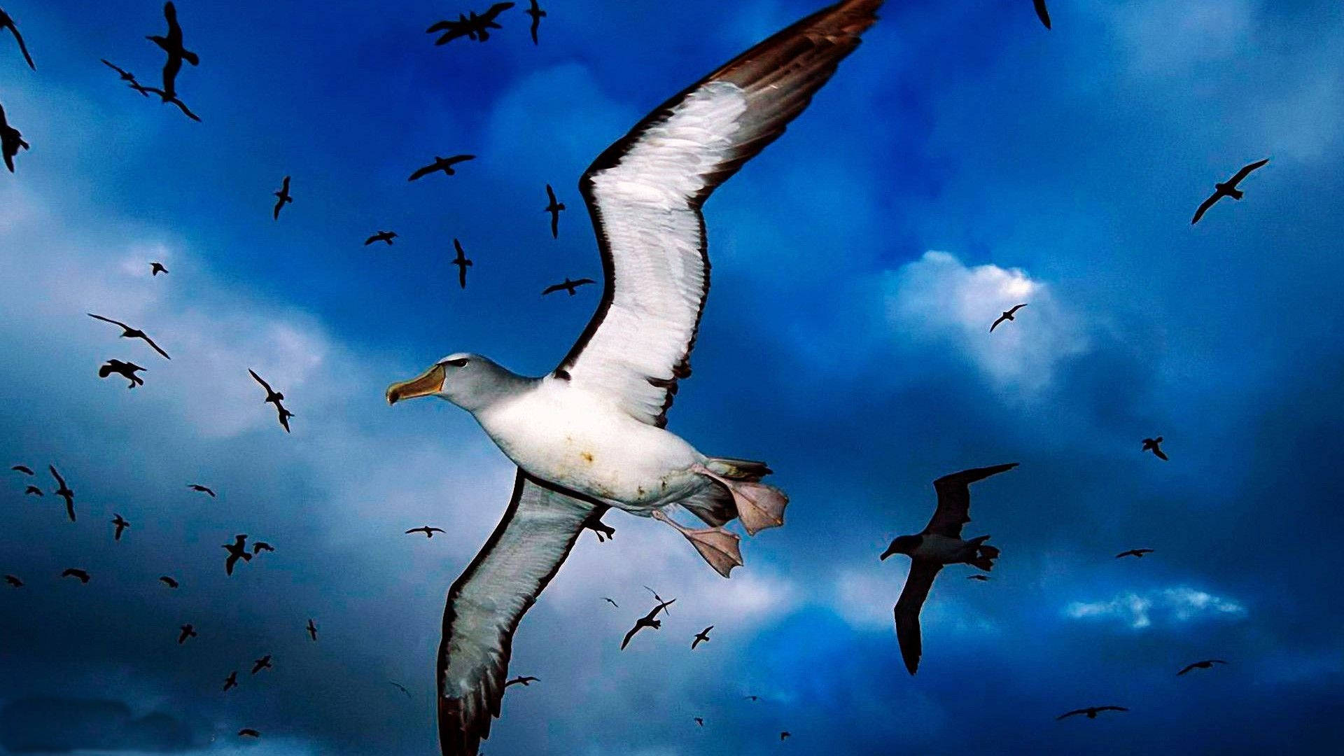 Albatross Birds Flying Over The Stormy Sky Background