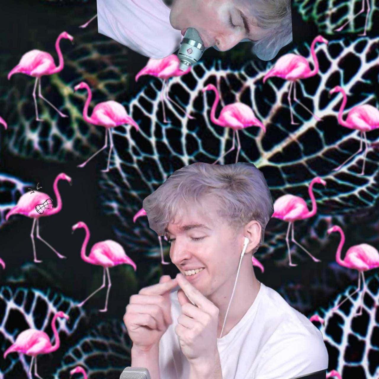 Albert, The Majestic Pink Flamingo Stands Proud In Its Habitat Background