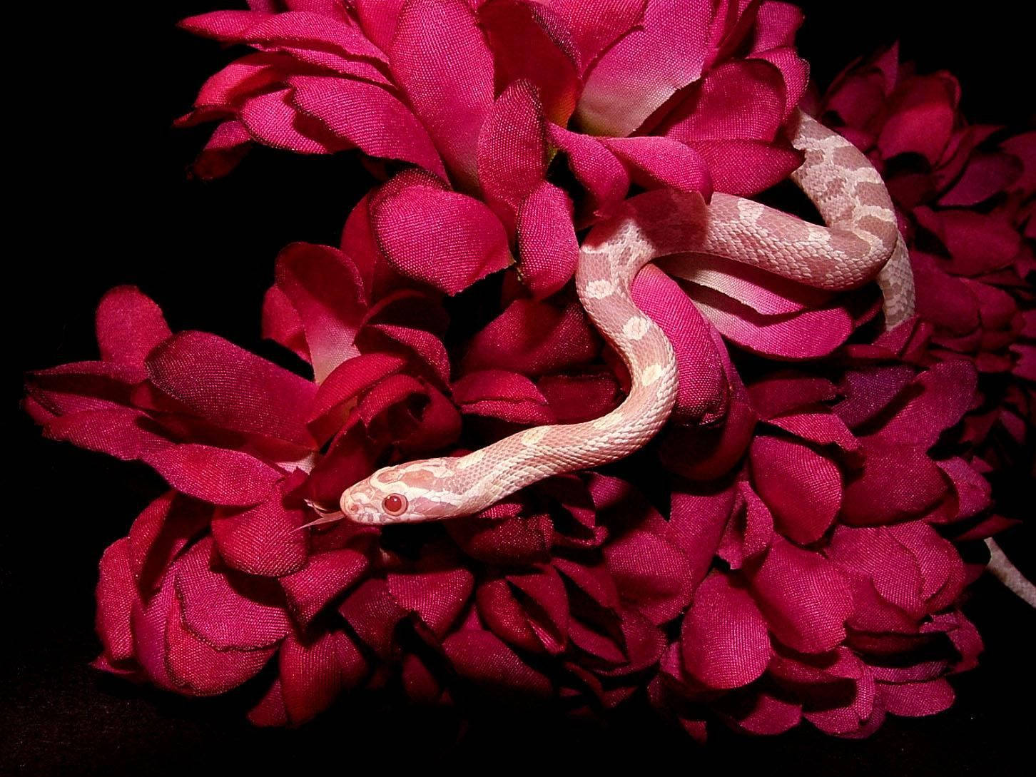 Albino Corn Snake Coiling Around Red Petals Background