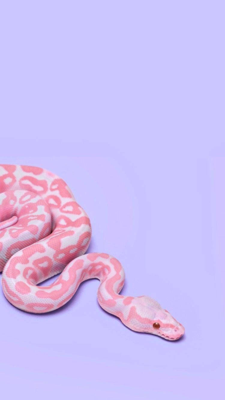 Albino Corn Snake On A Purple Background Background