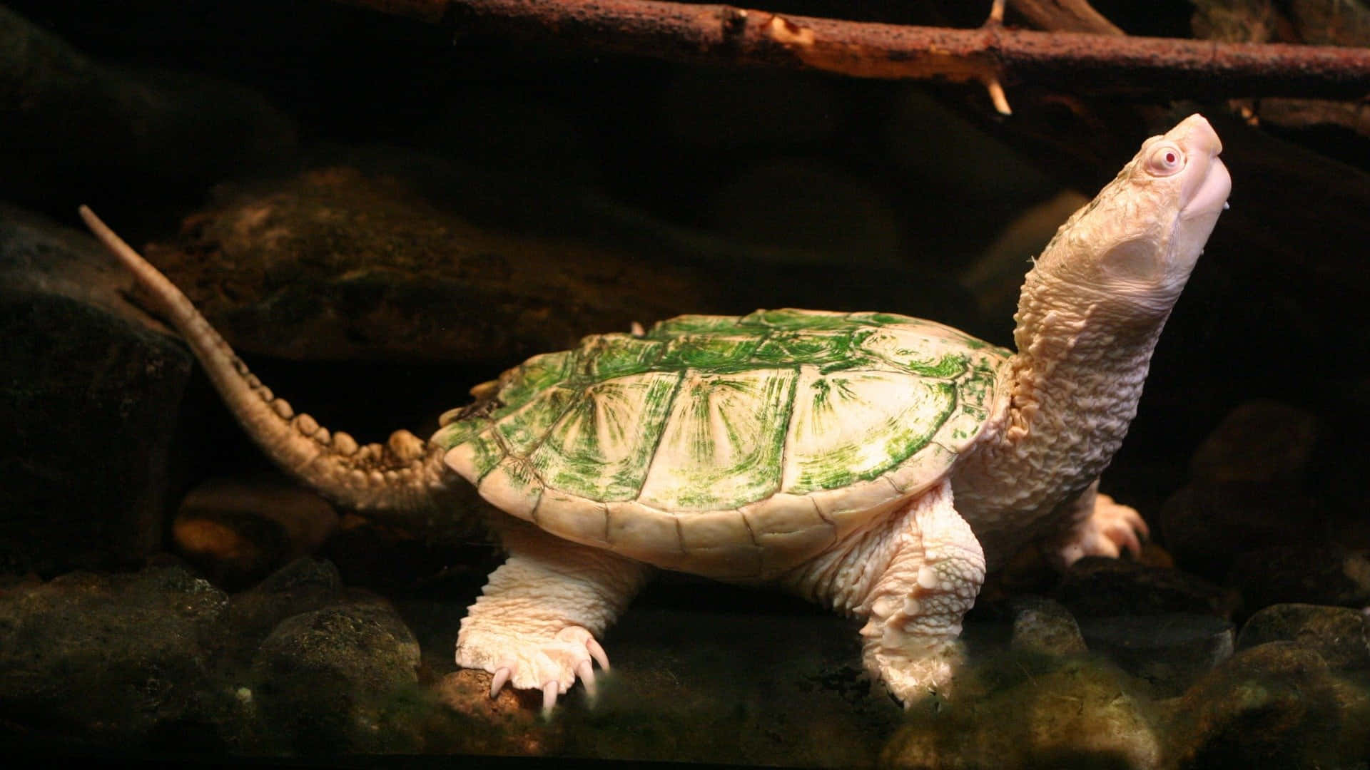 Albino Snapping Turtle Rocks Background