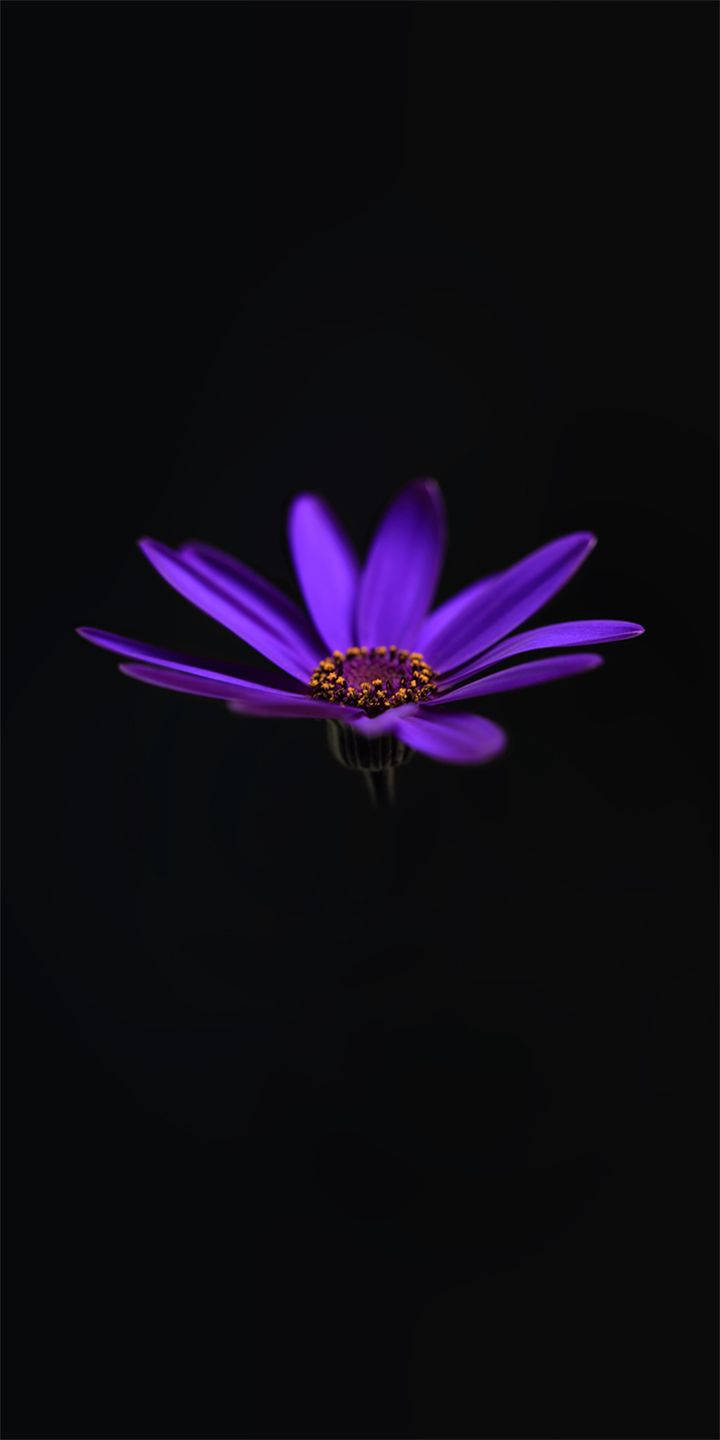 Alcatel Purple Water Lily Background
