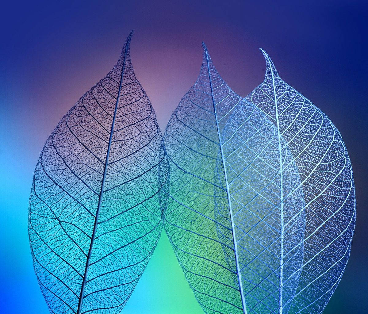 Alcatel Transparent Leaves Background