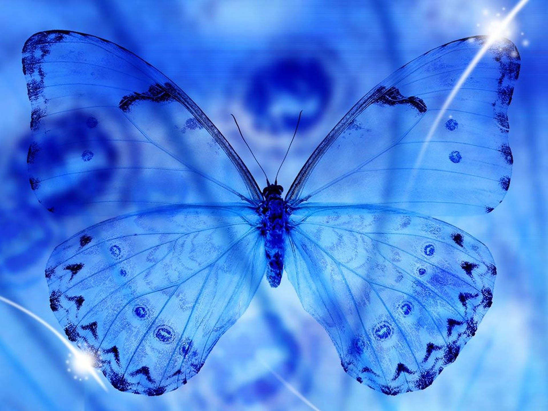 Alcon Blue Butterfly Aesthetic Background