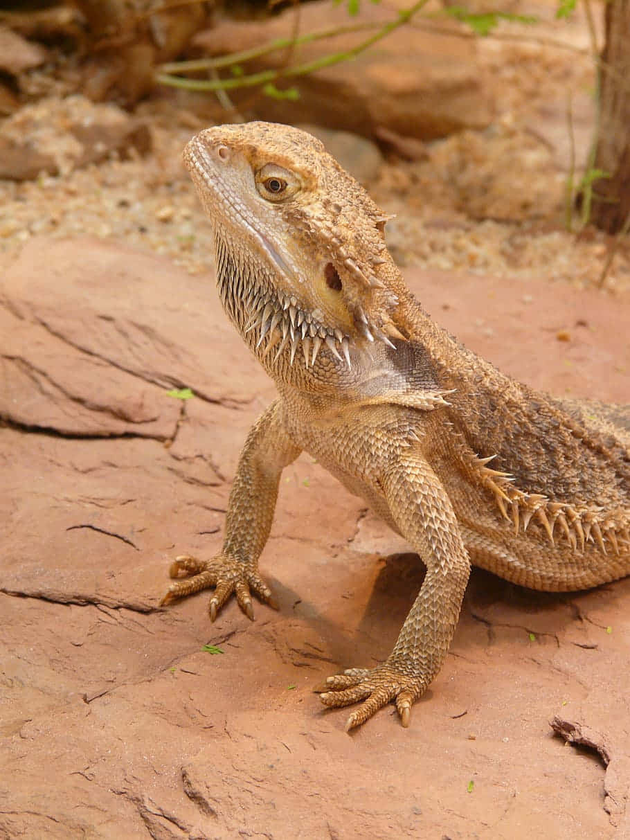 Alert Bearded Dragonon Red Sand Background